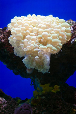 Sea Anemoneの写真素材