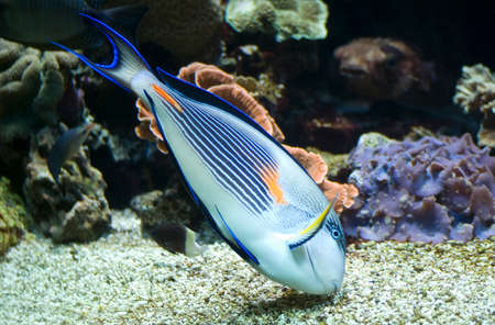 Colorful sohal fish (Acanthurus sohal)の写真素材