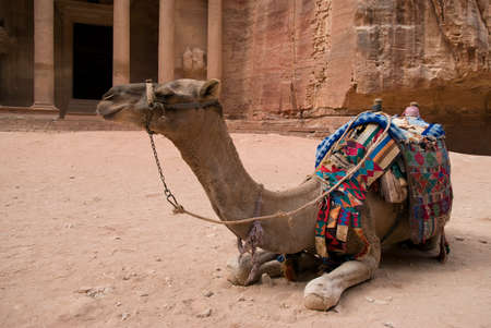 Camel close up at Petra, Jordanの写真素材