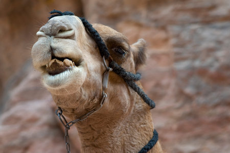 Camel