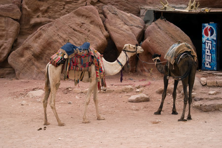 Petra, Jordan - October 26, 2016: Camels used for transportation takes a restのeditorial素材