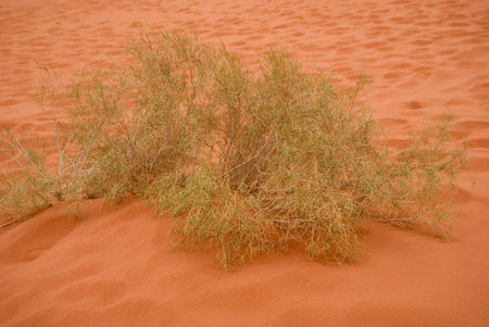 Plant growing in the desert sand, Wadi Rum, Jordanの写真素材