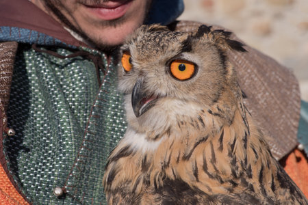 Taggia, Italy - February 25, 2017: Falconry display at the medieval festival with various birds of prey in the historic city of Taggia in Liguria region of Italyのeditorial素材