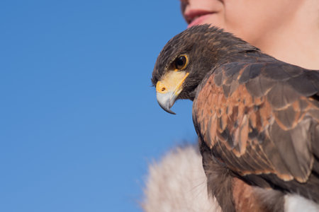 Taggia, Province of Imperia, Italy - February 25, 2017: Falconry display at the festival with various birds of prey in Liguria region of Italyのeditorial素材