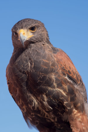 Red tailed hawk, looking at camera