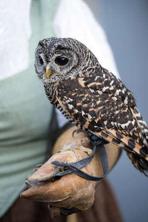 Close up of little Eurasian eagle owlの写真素材