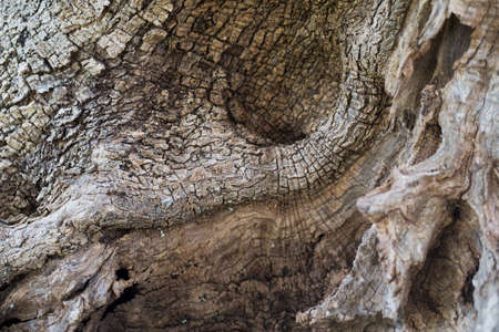 Bark of an old olive tree, close up viewの写真素材