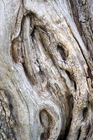 Bark of an old olive tree, close up viewの写真素材