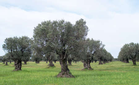 Olive orchard in the Calabria region of Italyの写真素材
