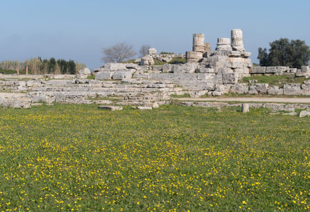 Ruins of Paestum archaeological site, Campania region, Italyの写真素材