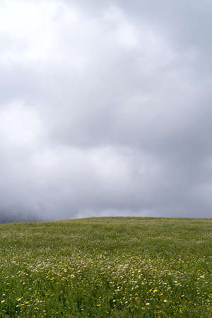 Blooming green field and a cloudy sky before the rainの写真素材