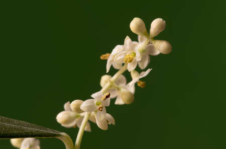 Olive tree buds and flowers, macro imageの写真素材