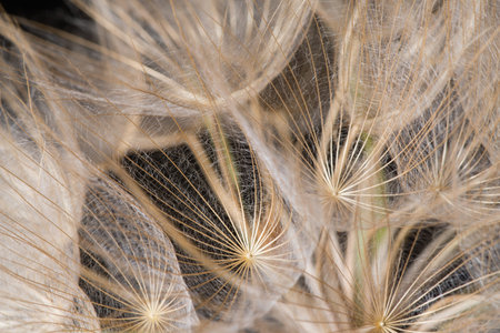 Yellow salsify flower seeds, close-up