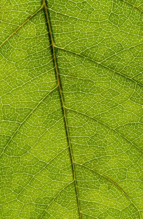 Structure of green leaf, macro image