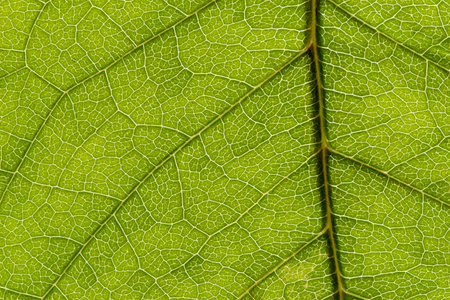 Structure of green leaf, macro image