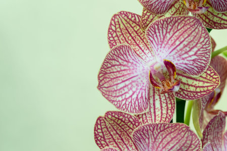 Close up of purple and white orchidの写真素材