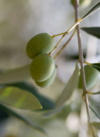Ripening olives on the branchの写真素材