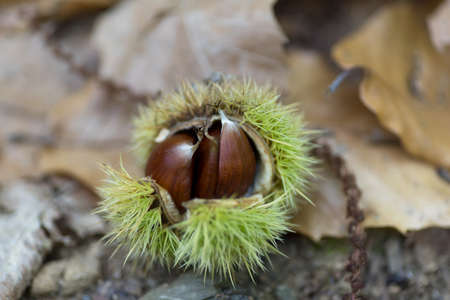 Closeup on sweet chestnutの写真素材