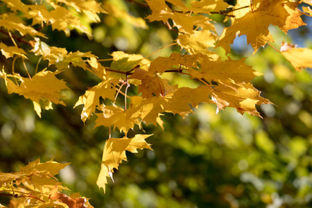 Golden coloured maple leaves in autumn