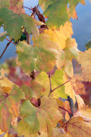 Vine autumn leaves backgroundの写真素材