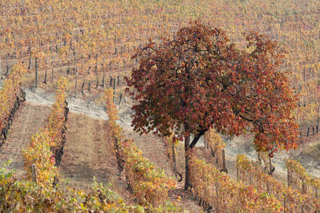 Persimmon tree in autumn, Langhe, Piedmont, Northern Italyのeditorial素材