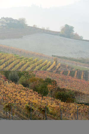 Vineyard landscape of Langhe in Piedmont region, Northern Italy, UNESCO World Heritage