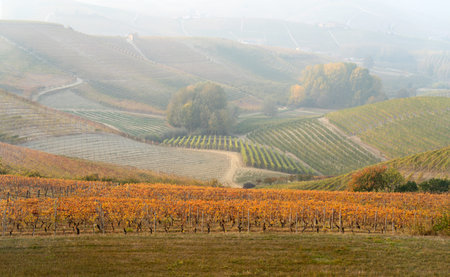 Vineyard landscape of Langhe in Piedmont region, Northern Italy