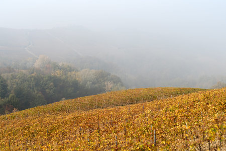 Vineyard landscape of Langhe in Piedmont region, Northern Italyの写真素材