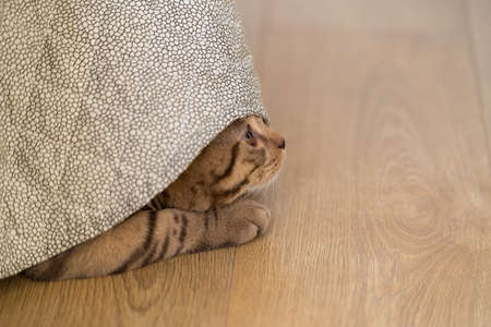 Cat playing under the blanketの写真素材