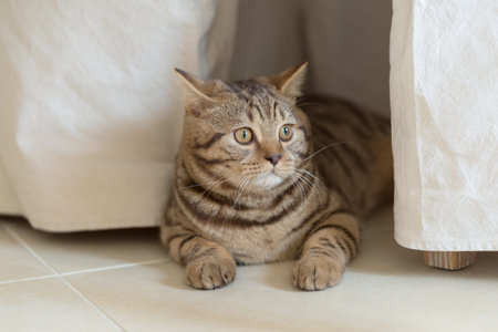 Close up of a male British shorthair catの写真素材