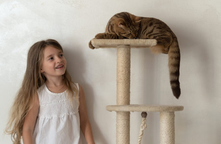 Cat playing on claw sharpenerの写真素材