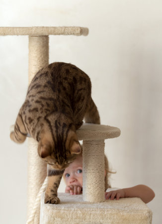 British Shorthair cat at scratching postの写真素材