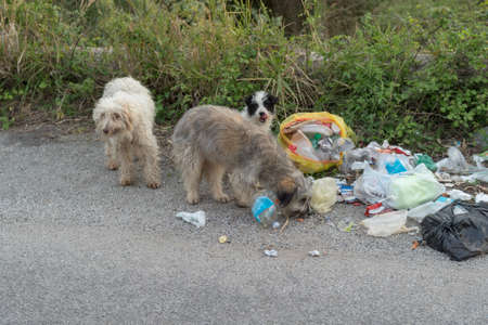 Sad, abandoned dogs they look for food in the waste in the roadの写真素材