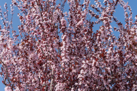 Background with cherry blossoms in spring
