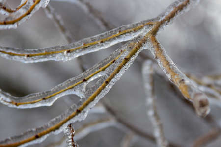 Trees branches covered in ice after the freezing rainの写真素材