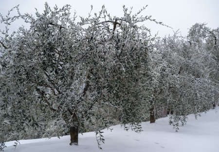 Province of Imperia, Italy. Snow covered olive groveの写真素材