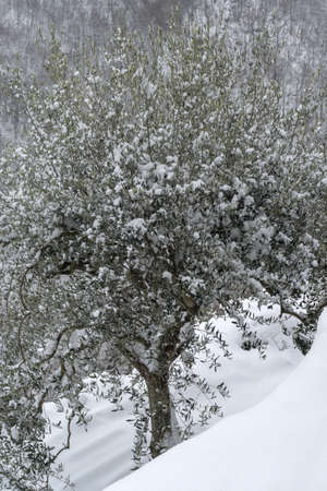 Snow covered olive trees in Province of Imperia, Italyの写真素材