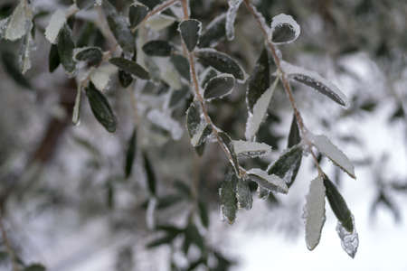 Olive branches covered in ice after the freezing rainの写真素材