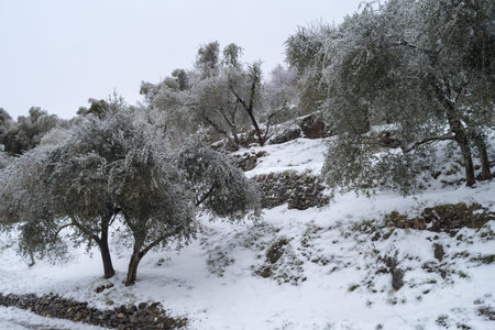 Snow covered olive grove in Province of Imperia, Italyの写真素材