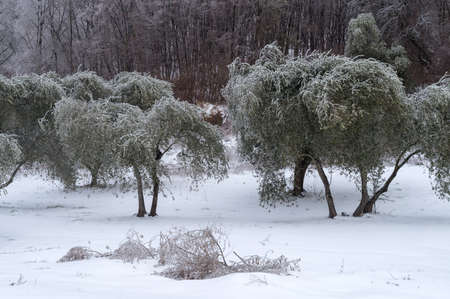 Ice covered olive grove after the freezing rain in Province of Imperia, Italyの写真素材