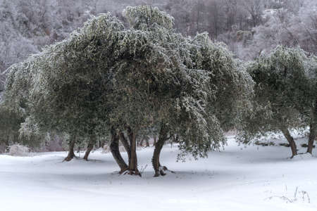 Ice covered olive grove after the freezing rain in Province of Imperia, Italyの写真素材
