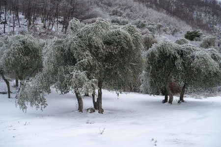 Ice covered olive grove after the freezing rain in Province of Imperia, Italyの写真素材