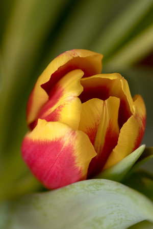 Close up of red and yellow tulip
