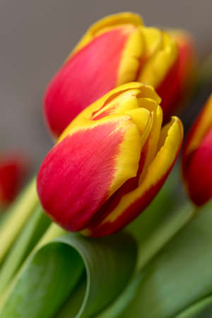 Close up of red and yellow tulipsの写真素材