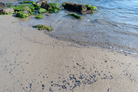 Velella velella colony scattered across a beach