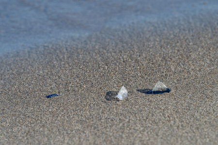 Velella velella scattered across a beach