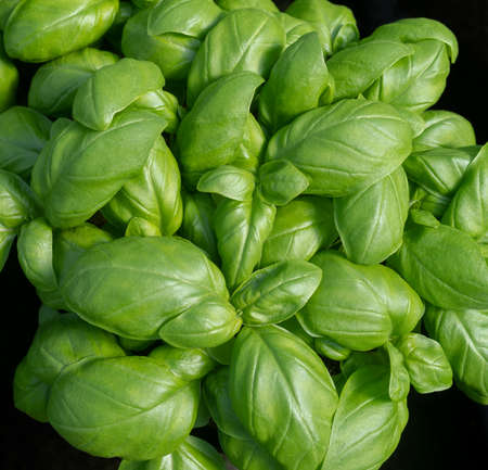Close-up of basil plant growing in a potの写真素材