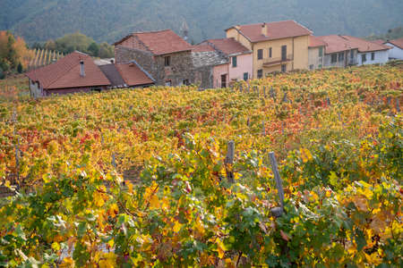 Italy. Province of Imperia. Vineyard in autumnの写真素材