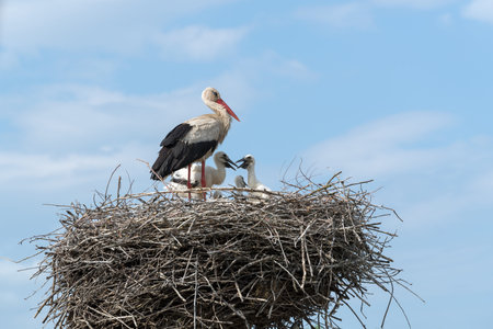 White Stork in the nest, Eastern Europe, Ukraineの写真素材