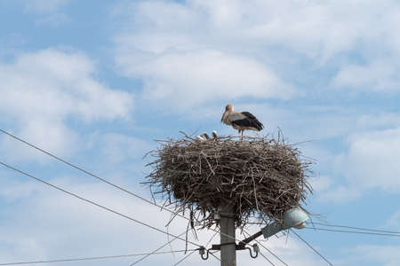 White Stork nest on top of electric pole in the Ukrainian villageの写真素材